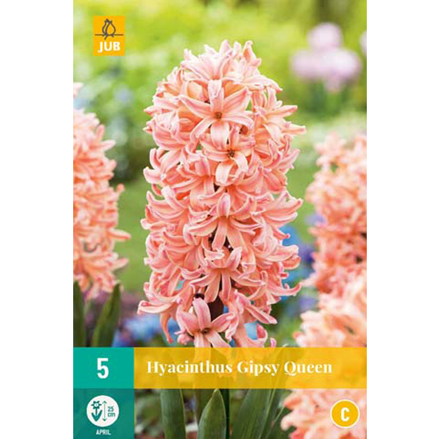 Jácint 'Gipsy Queen' Hyacinthus 'Gipsy Queen' (5 db/cs)