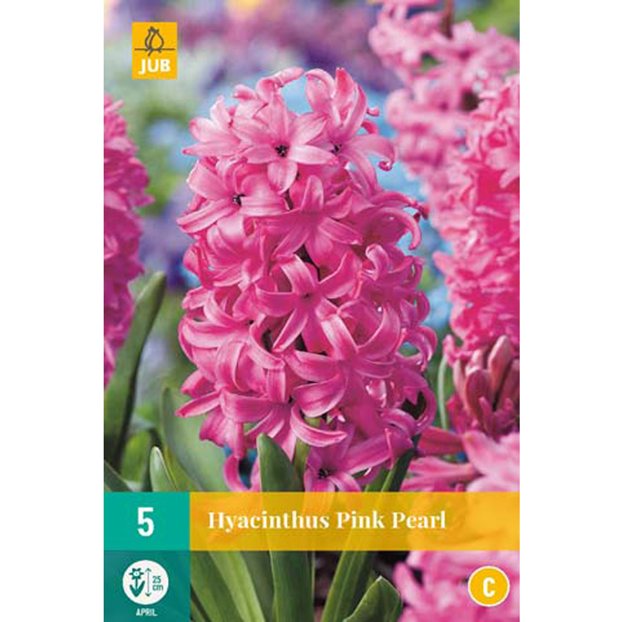 Jácint 'Pink Pearl' Hyacinthus 'Pink Pearl' (5 db/cs)