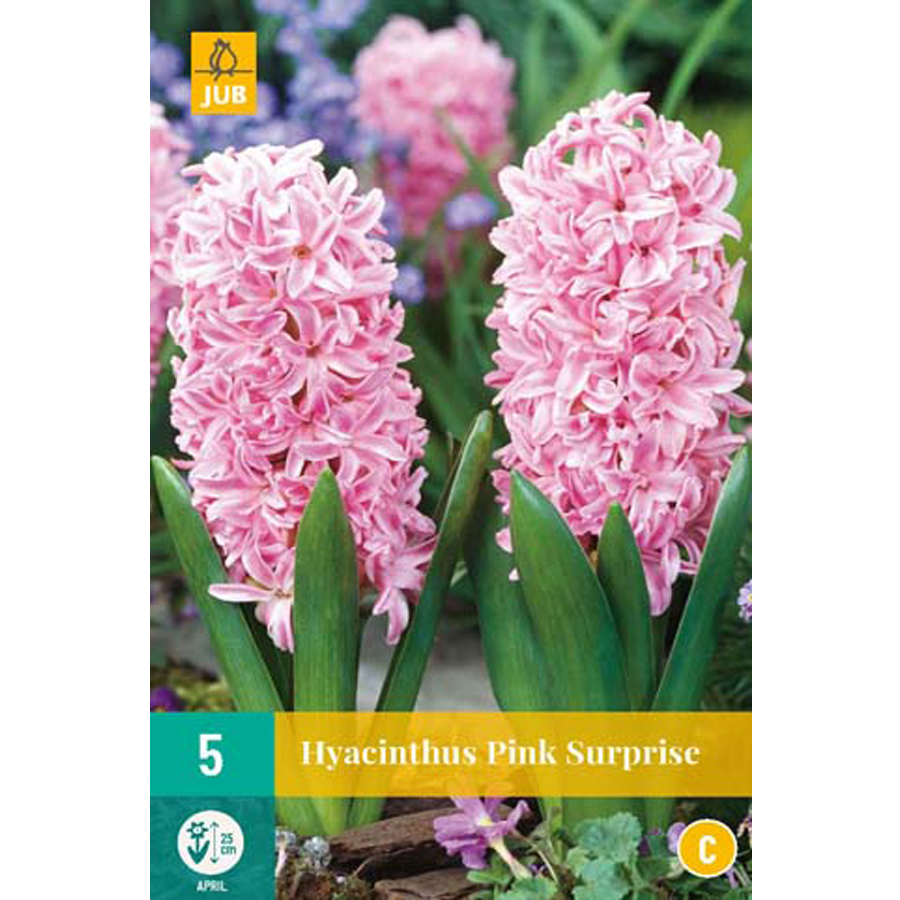 Hyacinthus 'Pink Surprise' (5 db/cs)