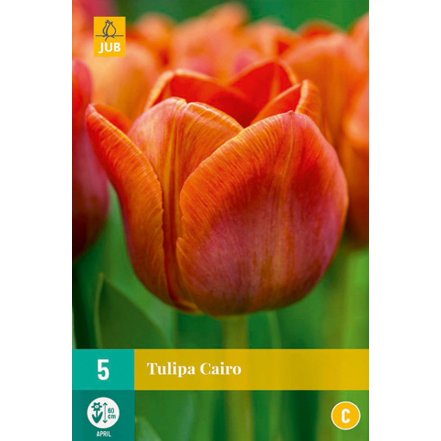 Tulipán 'Cairo' Tulipa 'Cairo' (5 db/cs)