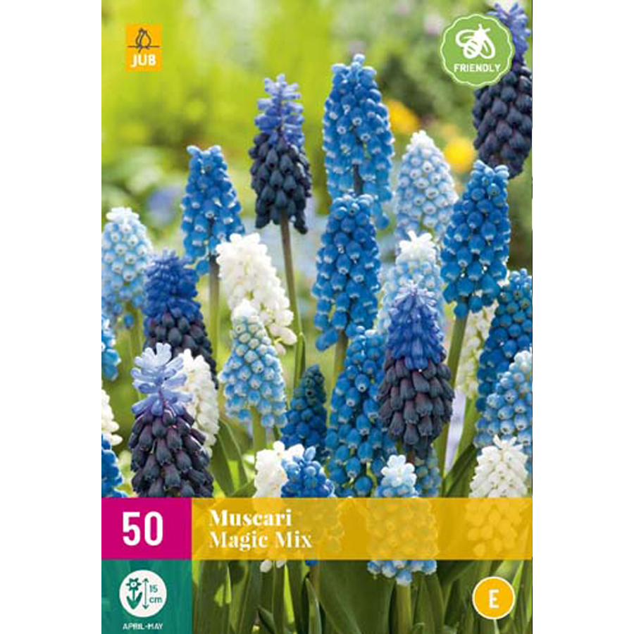 Fürtös gyöngyike 'Magic' mix Muscari 'Magic' mix (50 db/cs)