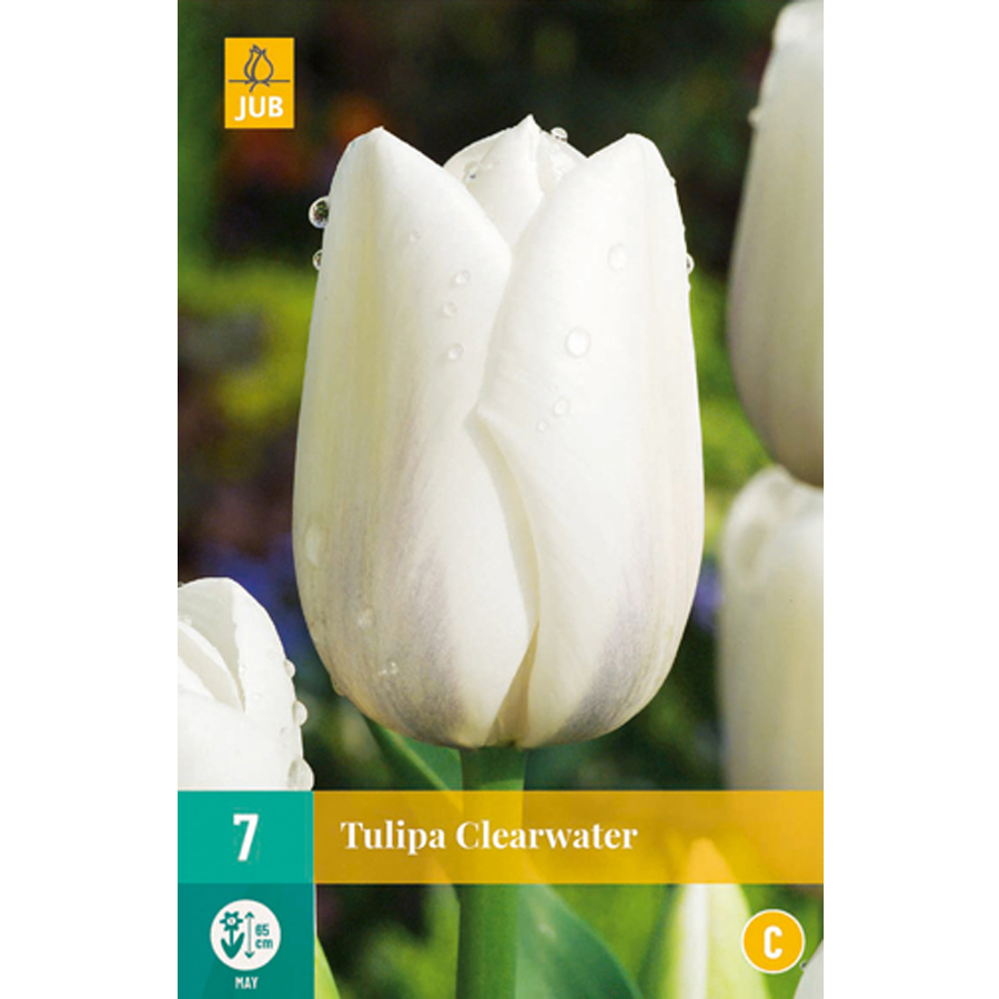 Tulipán 'Clearwater' Tulipa 'Clearwater' (7 db/cs)
