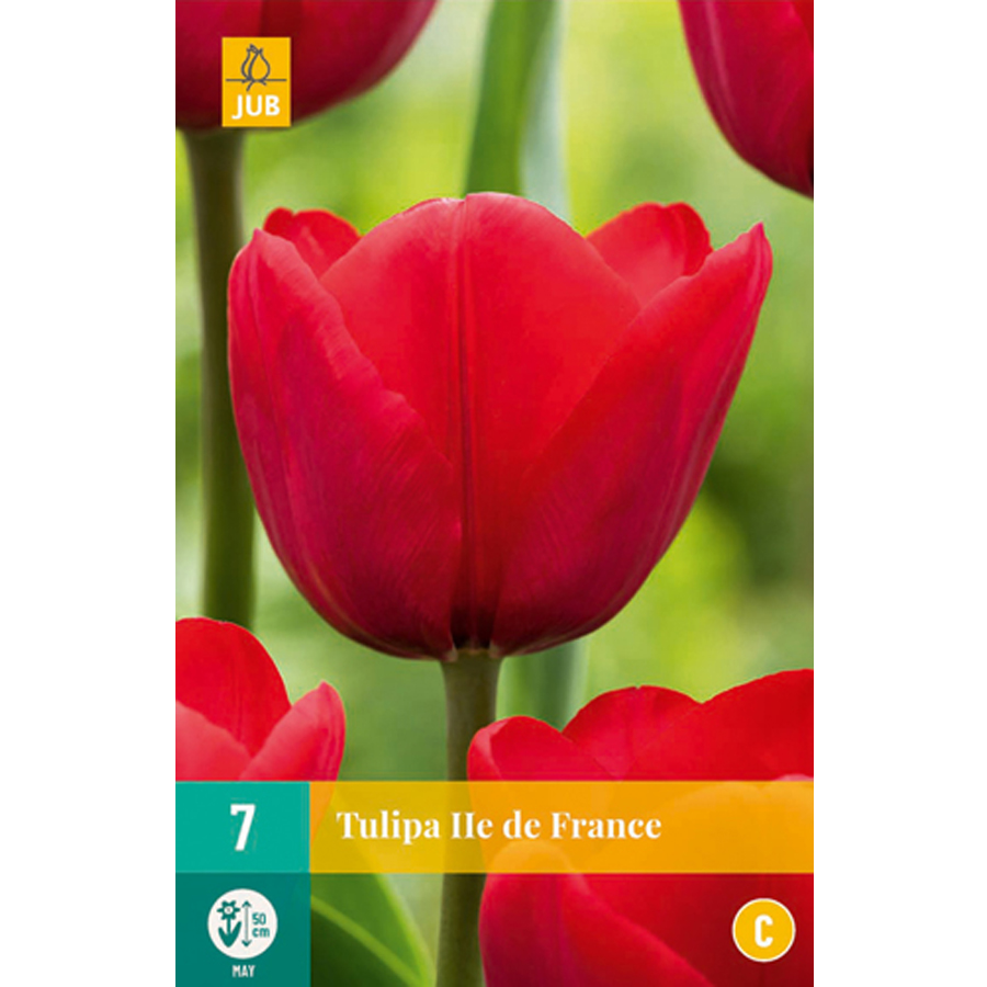 Tulipán 'Ile de France' Tulipa 'Ile de France' (7 db/cs)