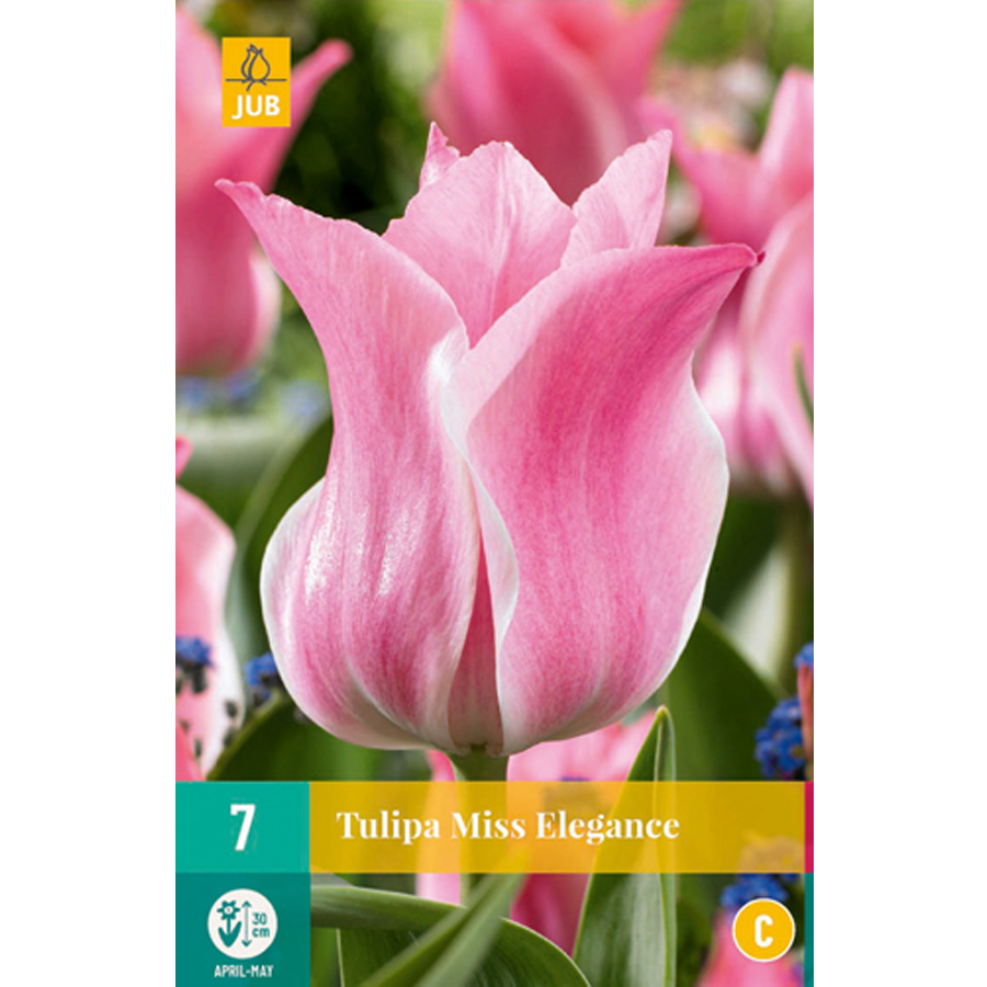 Tulipa 'Miss Elegance' (7 db/cs)