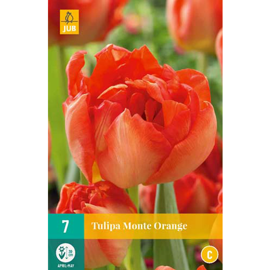 Tulipán 'Monte Orange' Tulipa 'Monte Orange' (7 db/cs)