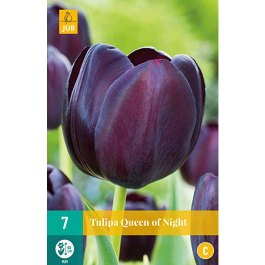Tulipa 'Queen of Night' (7 db/cs)