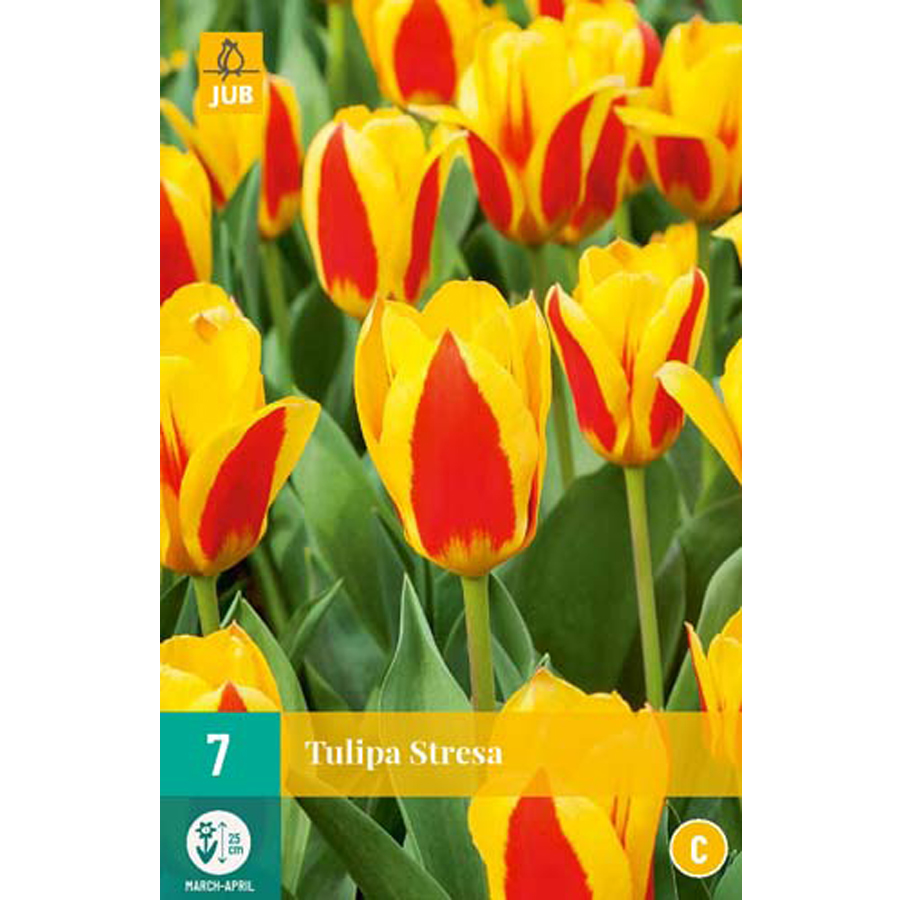 Tulipa 'Stresa' (7 db/cs)