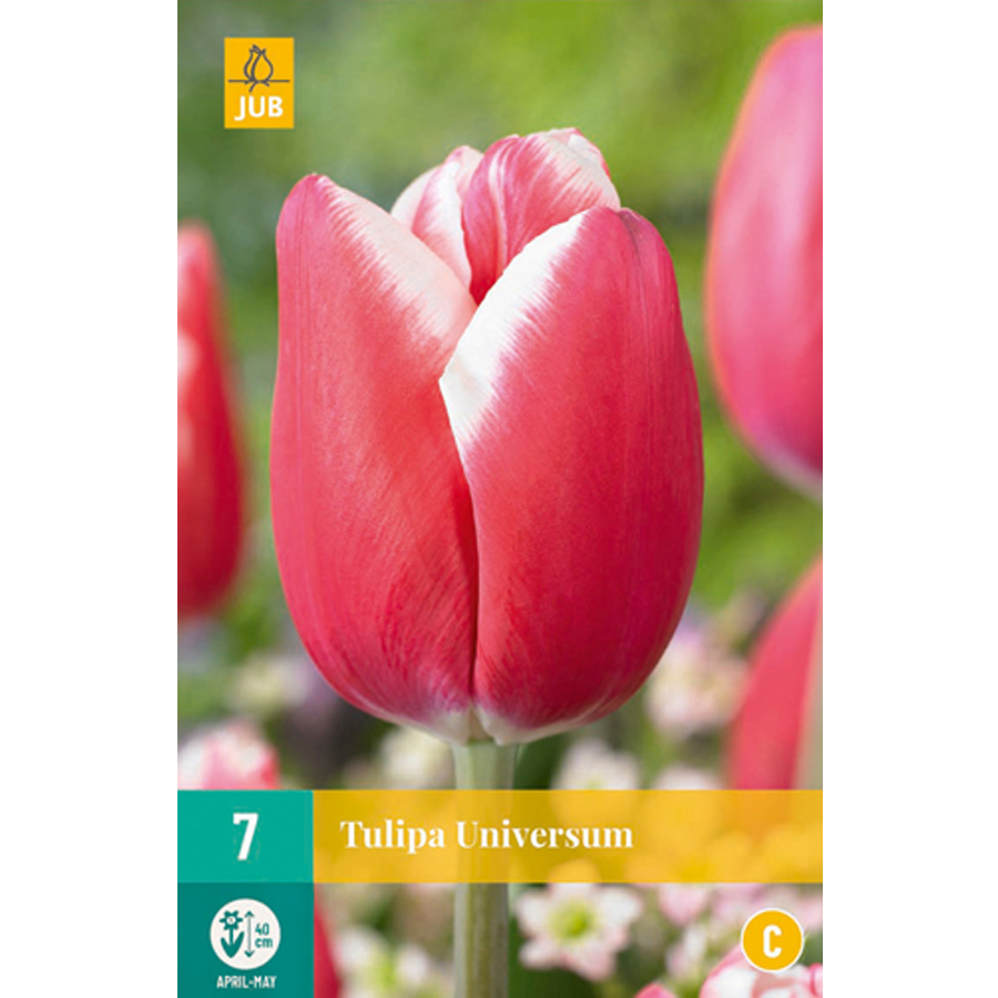 Tulipán 'Universum' Tulipa 'Universum' (7 db/cs)