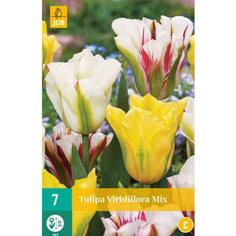 Tulipa viridiflora mix (7 db/cs)