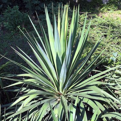 Pompás pálmaliliom Yucca gloriosa