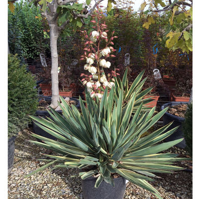 Tarkalevelű pálmaliliom Yucca gloriosa 'Variegata'