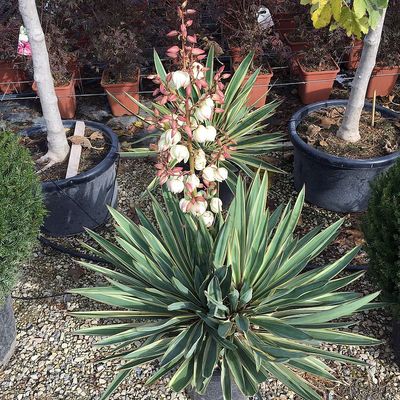 Tarkalevelű pálmaliliom Yucca gloriosa 'Variegata'