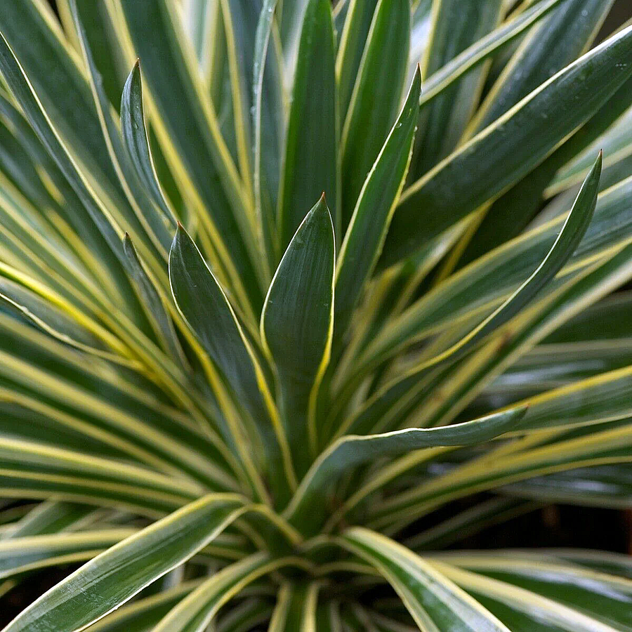 Tarkalevelű pálmaliliom Yucca gloriosa 'Variegata'