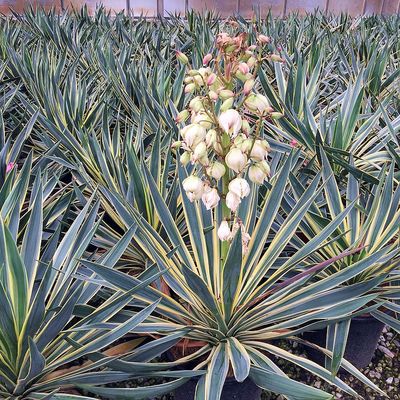 Tarkalevelű pálmaliliom Yucca gloriosa 'Variegata'