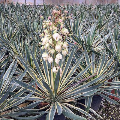 Yucca gloriosa 'Variegata' Tarkalevelű pálmaliliom