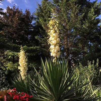 Yucca gloriosa Pompás pálmaliliom