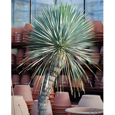 Yucca rostrata Sascsőr jukka