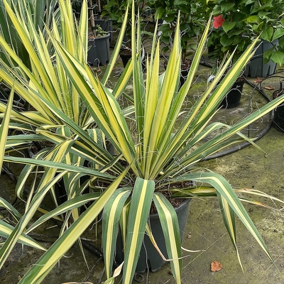 Yucca flaccida 'Golden Sword' Pálmaliliom