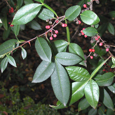 Zanthoxylum alatum T&uuml;skefa