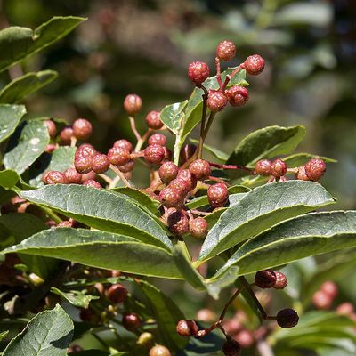 Szecsuáni borsfa Zanthoxylum piperitum