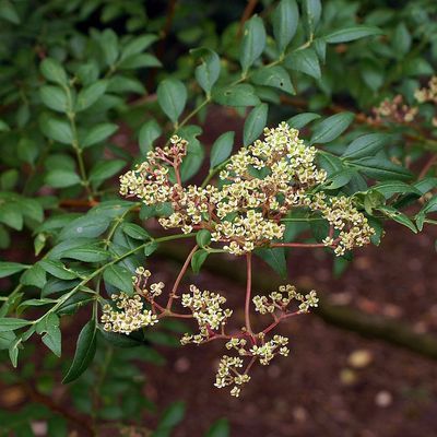 Szecsuáni borsfa Zanthoxylum piperitum