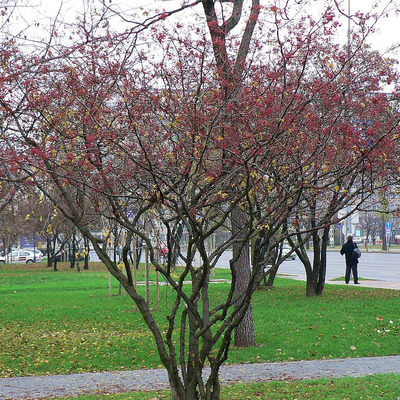 Szecsuáni borsfa Zanthoxylum piperitum