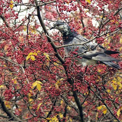 Szecsuáni borsfa Zanthoxylum piperitum