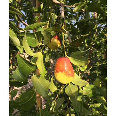 K&iacute;nai datolya Lang Ziziphus jujuba 'Lang'